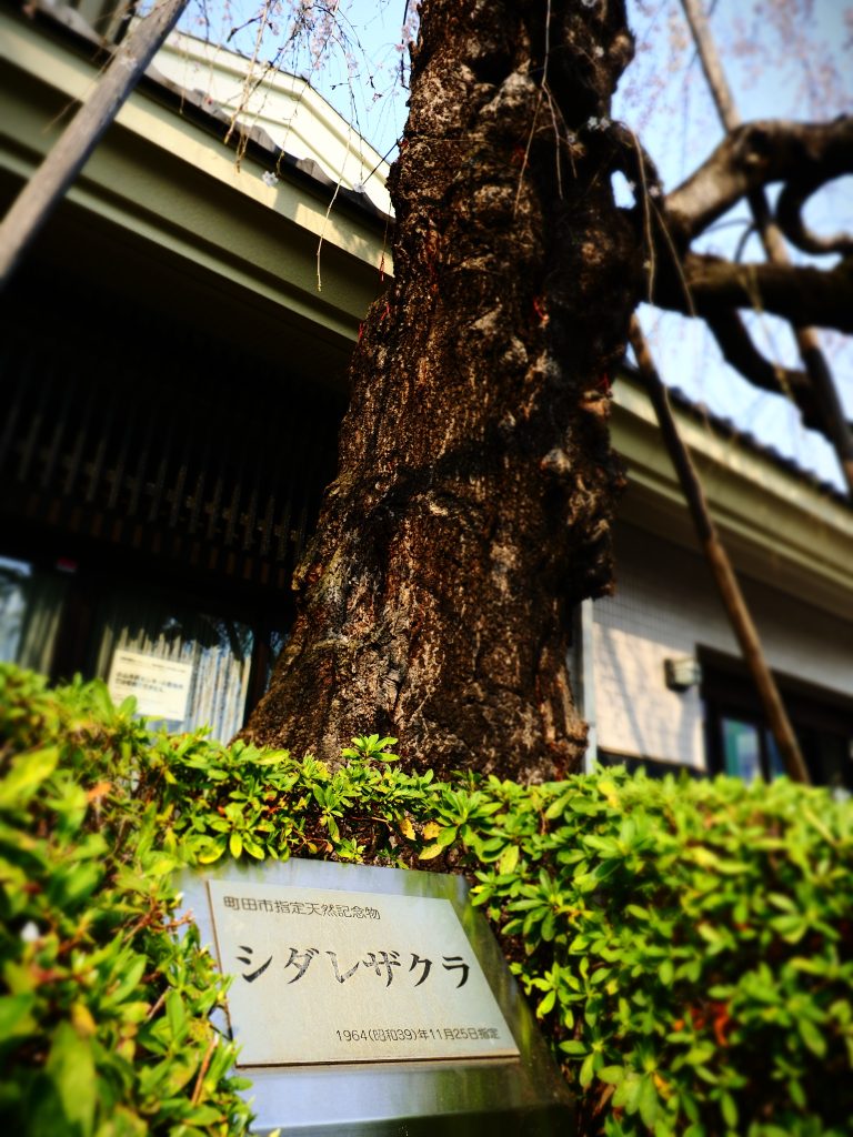 画像に alt 属性が指定されていません。ファイル名: oyama0326-2-768x1024.jpg